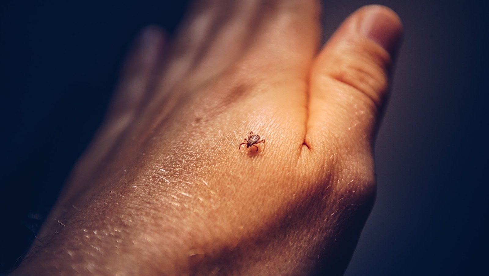 tick Congo Fever Nursing News